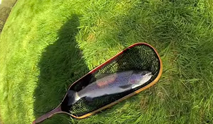 Rainbow Trout Catch - Life Hacks